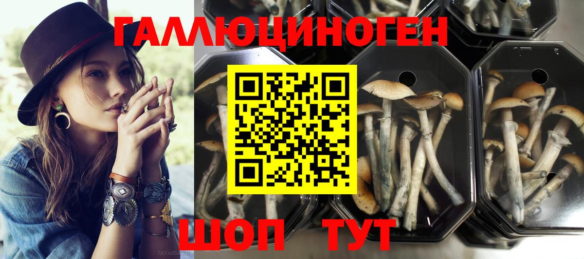 Псилоцибиновые грибы Psilocybe Феодосия